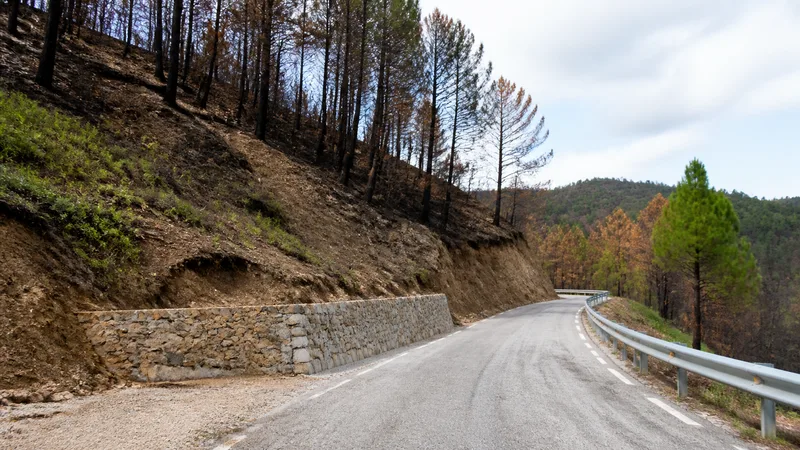 Carretera rural genérica junto a una ladera forestal en recuperación