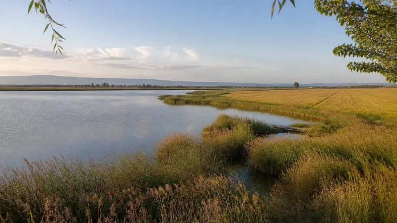 Laguna genérica del Delta del Ebro junto a arrozales