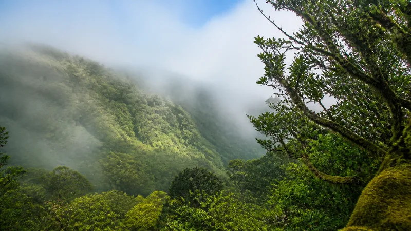 Bosque genérico de laurisilva en La Gomera con niebla suave