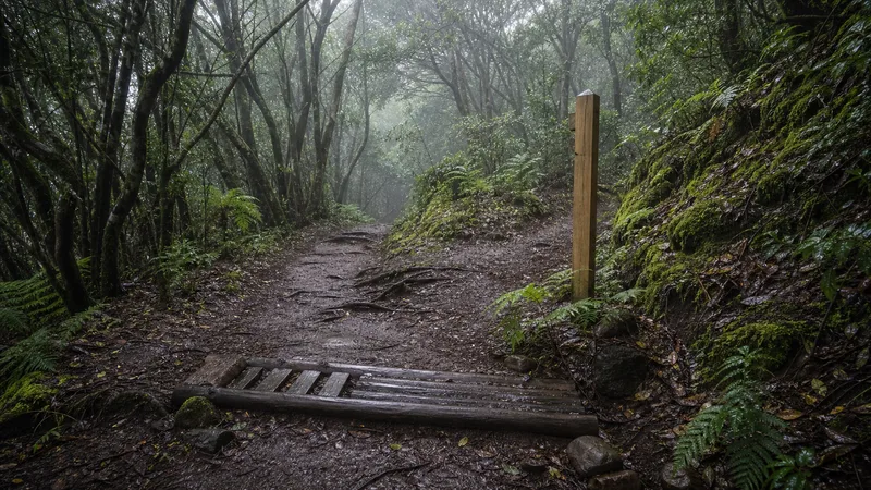 Sendero húmedo con raíces, drenaje y niebla en la laurisilva