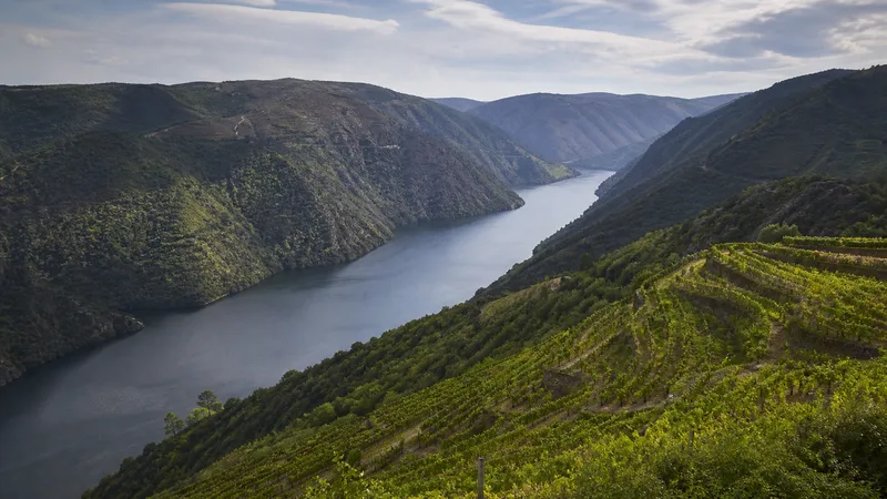 Cañón fluvial genérico con viñedos en bancales de Ribeira Sacra