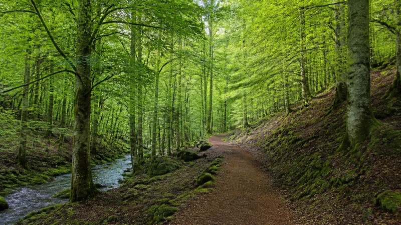 Hayedo genérico de la Selva de Irati con un sendero vacío
