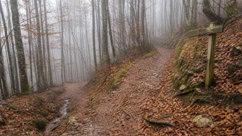 Senda húmeda cubierta de hojas entre hayas y niebla