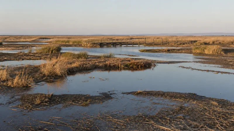 Mosaico de agua somera, barro y carrizo en una llanura