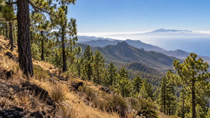Pinares y vegetación seca en una ladera volcánica de Canarias bajo el sol.