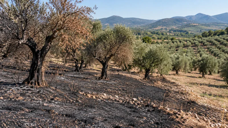 Olivos junto a un terreno ennegrecido y cultivos verdes en un paisaje mediterráneo.